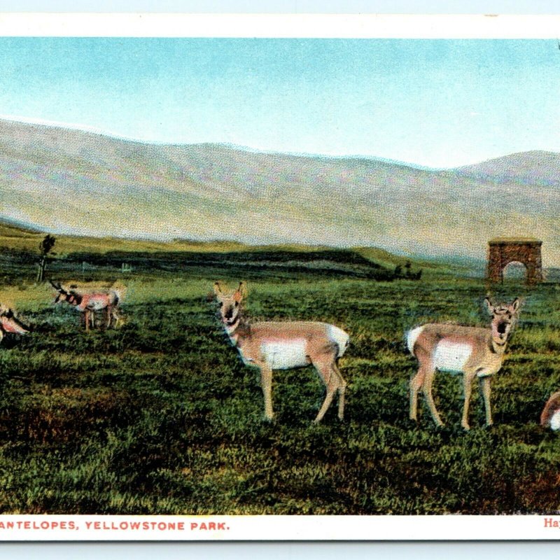 1920s Yellowstone Park Antelopes Haynes Photo Postcard Park Animals WY A32