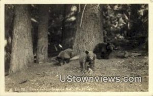 Three Cubs, Real Photo - Sequoia National Park, California CA  