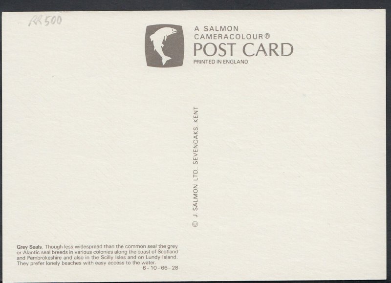 Animals Postcard - Grey Seals  RR500 