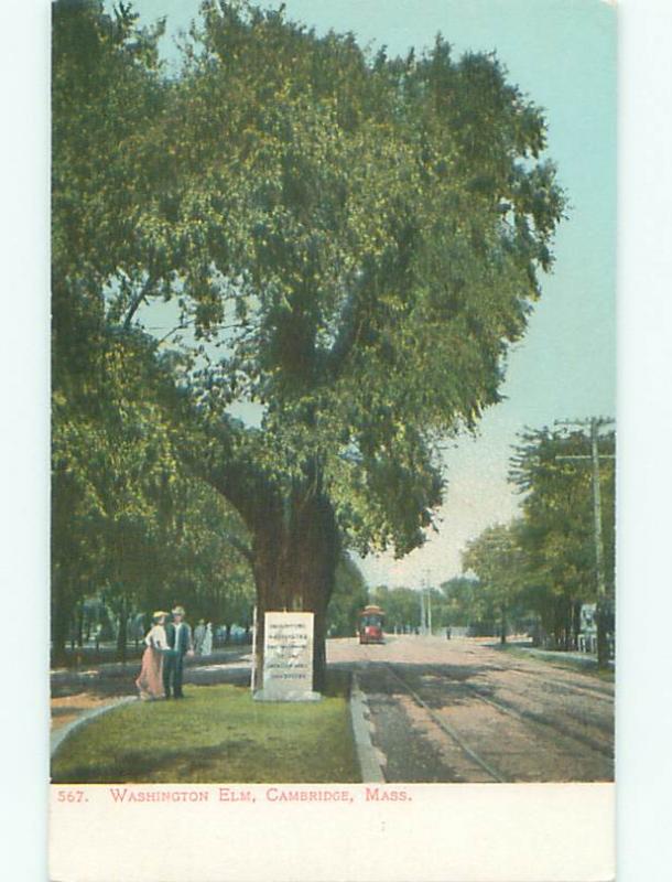 Unused Pre-1907 PEOPLE STANDING UNDER THE WASHINGTON ELM TREE Cambridge MA Q1686