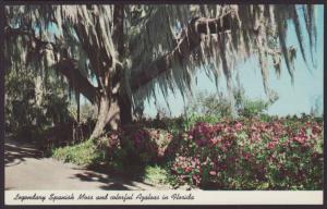 Spanish Moss,Azaleas,FL Postcard BIN
