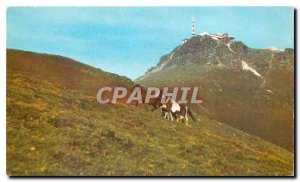 Modern Postcard Wild Horses