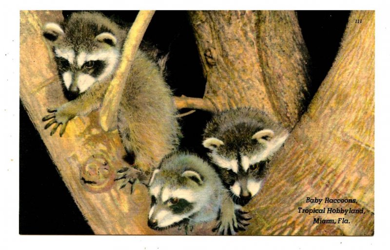 Baby Raccoons