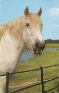 A White Horse Nice vintage English, J. Salmon postcard