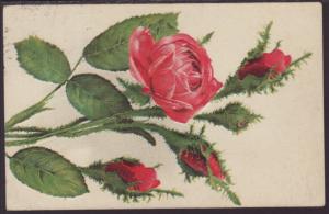 Roses Postcard