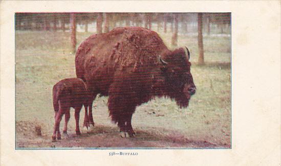 Buffalo With Young Calf