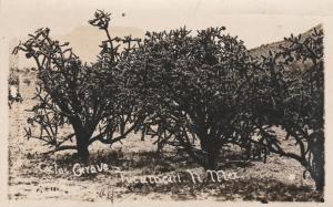 RPPC Cactus Grove near Tucumcari NM, New Mexico - pm 1922