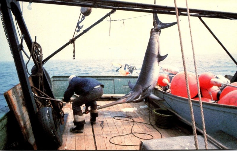 Rhode Island Block Island Fisherman Catching Swordfish 7 May 1953 1182 Pounds