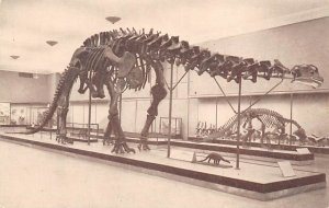 The American Museum Of Natural History Unused 