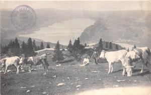 BF38525 au sommet de la dent de vaulion switzerland  cow vache animal animaux
