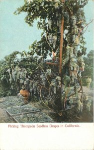 Postcard California Thompson Seedless Grapes C-1910 Farm Agriculture 23-1711