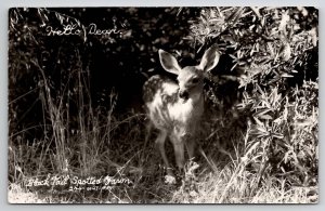 RPPC Black Tail Spotted Fawn Deer Bend Oregon Real Photo Postcard U25