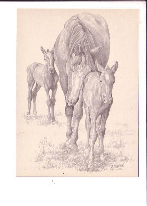 Sketch, Zosna and Twin Foals, Stig Blanck Horses, 1978 Sweden | Topics ...