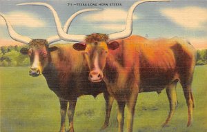 Texas Long Horn, Steer Longhorn Steer Bull Unused 