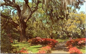 Postcard Romantic Spanish Moss overhangs a colorful Southern garden