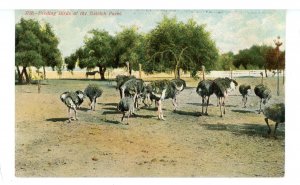 Birds - Ostriches