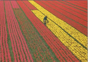 Flowers Postcard - Netherlands, Large Field of Dutch Flowers   RR23592