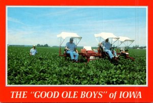 Iowa Good Ole Bays Cleaning/Weeding A Soybean Field