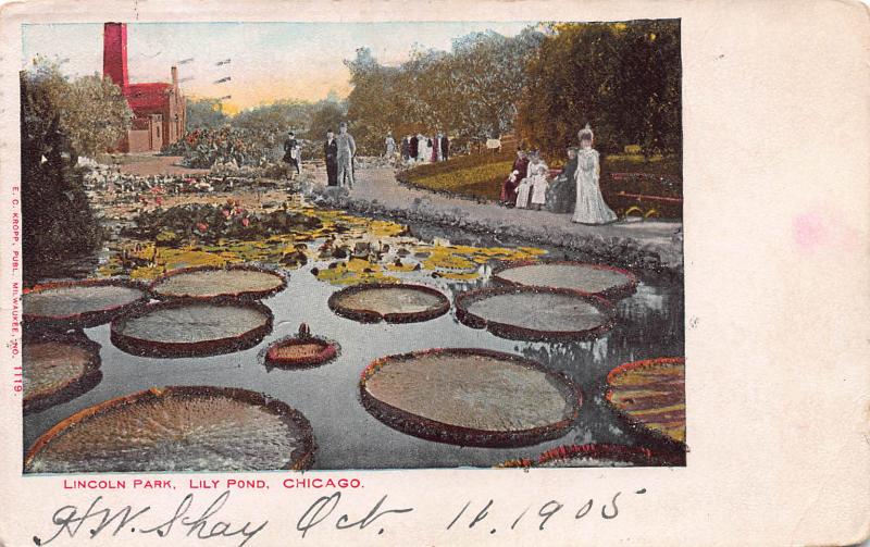 Lincoln Park, Lily Pond, Chicago, Illinois, Early Postcard, Used in 1905