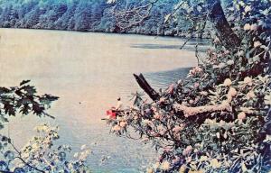 GILES COUNTY VIRGINIA~MOUNTAIN LAKE~RHOODENDRON BLOOMING-W A SHAW PUBL POSTCARD