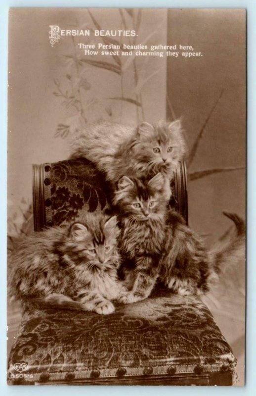 RPPC  Cats, Kittens PERSIAN BEAUTIES Sweet and Charming Real Photo  Postcard