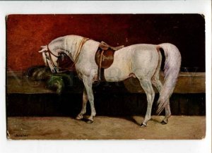 402717 ARABER White Arabian HORSE by TH.Z. vintage Max Sinz PC