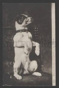 3107598 Circus JACK RUSSELL TERRIER by THOMAS vintage SALON PC