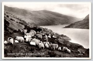 RPPC Beautiful Sheep Amongst the Hills of Bonnie Scotland Photo Postcard M35