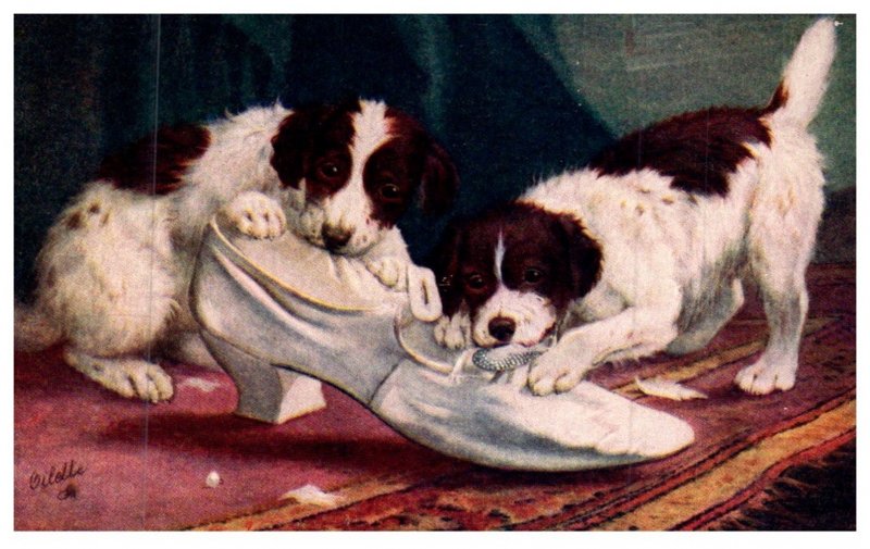 Dog   Spaniels chewing shoes