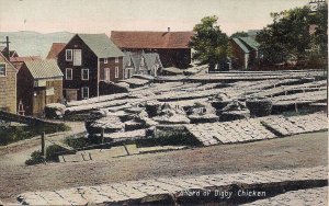 Digby NS CANADA Digby Chicken Drying Cod Fish, 1910's Nova Scotia