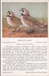 Horned Lark Bird National Museum of Canada Allan Brooks Art Vintage Postcard D49