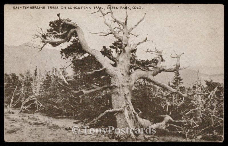 Timberline Trees on Long's Peak Trail, Estes Park