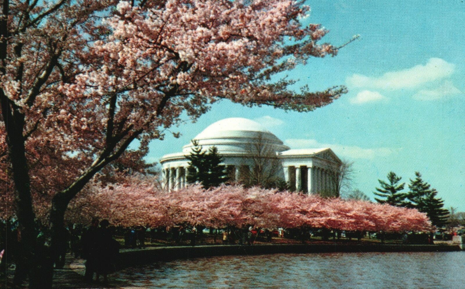 Vintage Postcard Jefferson Memorial Cherry Trees Blossom Festival