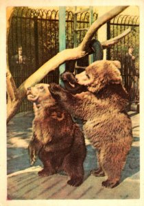 Russia Moscow Zoo Bears