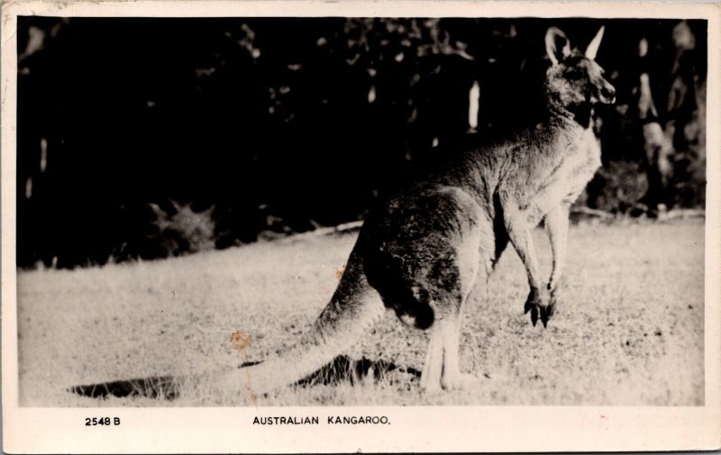 Australia Australian Kangaroo Vintage RPPC C028