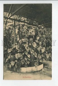 432765 Singapore Botanical Garden Anthuriums Vintage postcard