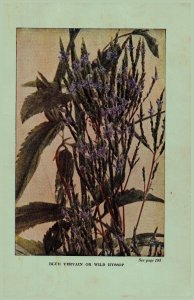 Vintage 1922 Flower Print Vervain Hyssop 2 Side Flowers You Should Know