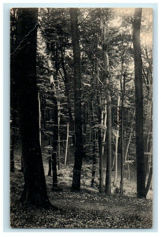 1907 Forest Trees View Worcester Massachusetts MA RPPC Photo Rotograph Postcard