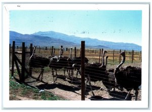 The Ostrich Business Is Booming Spokane Washington WA Animals Vintage Postcard