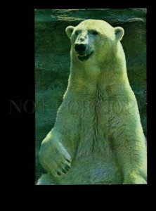 135934 Moscow ZOO Polar Bear Old Russian Color PHOTO PC