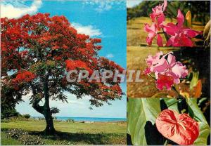  Modern Postcard Mauritius It Blazing and Flowers