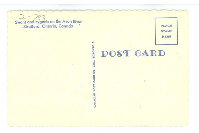 Birds - Swans & Cygnets