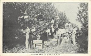 c1910 Printed Postcard; Picking Apples, Roswell NM Agriculture Chaves County