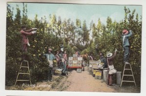 P2181 old postcard multiple workers picking lemons horse and wagon