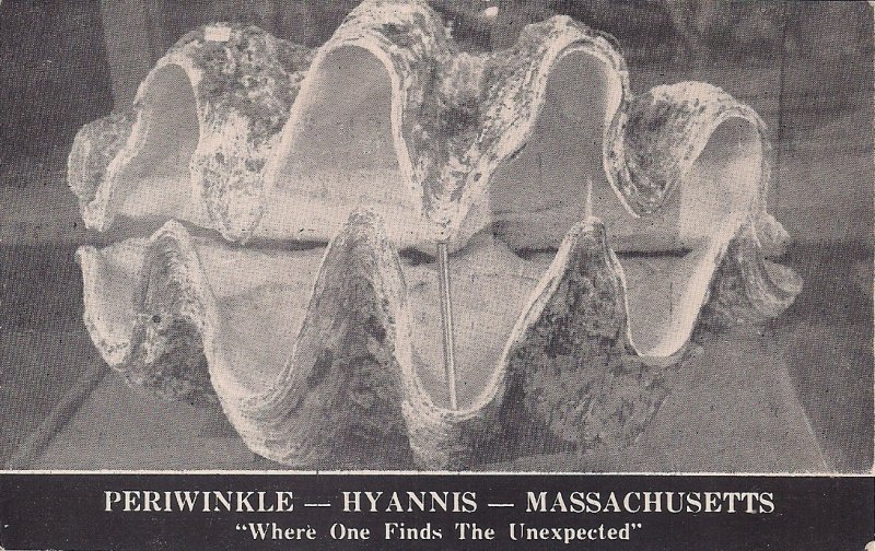 Hyannis MA, Cape Cod, Periwinkle Shop, Giant Man-Eating Clam Shell 1950's