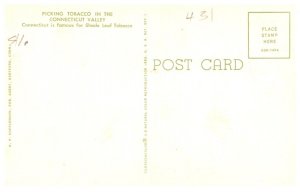 Connecticut  Suffield , Picking Tobacco
