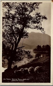 VINTAGE LANDSCAPE SHEEP GRAZING BY POND RYDAL WATER REAL PHOTO POSTCARD 17-76