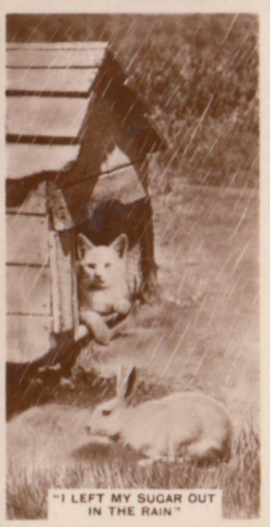 Cat Sleeping In Kennel With Rabbit German Real Photo Cigarette Card