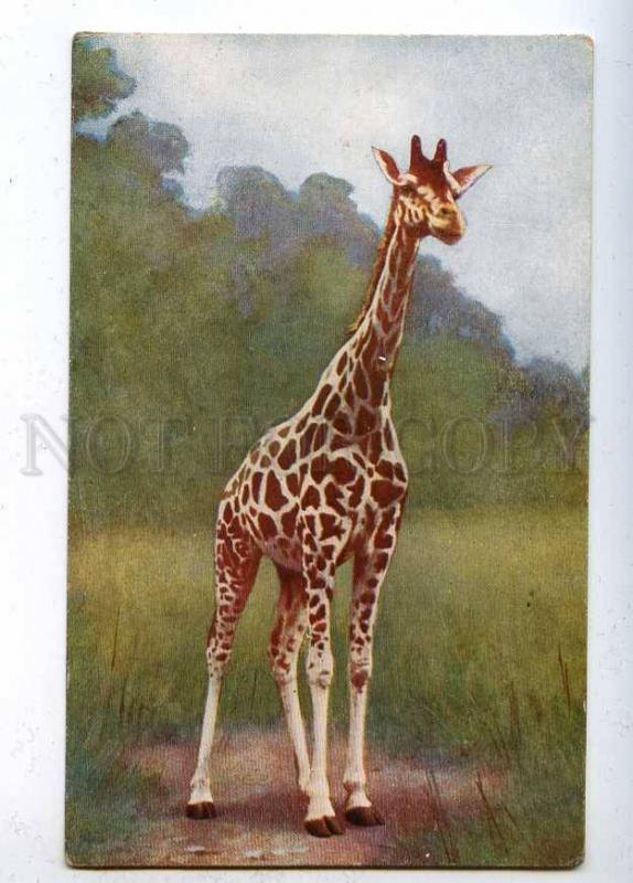 202638 Giraffe GIRAFFA Camelopardalis AFRICA Vintage Russia PC