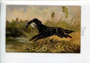 3159609 Duck HUNT Gordon Setter by MULLER Vintage colorful PC